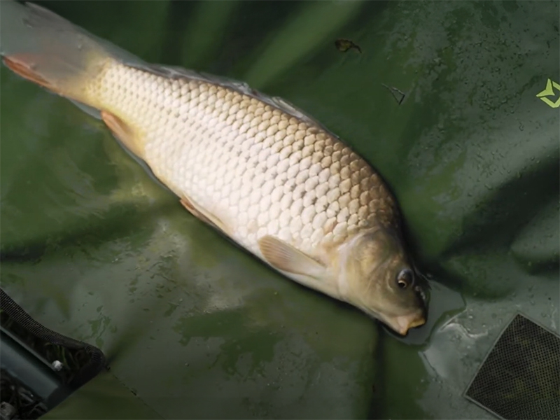 Delphin - Pontymatrac Eazy SAFE - Image 8