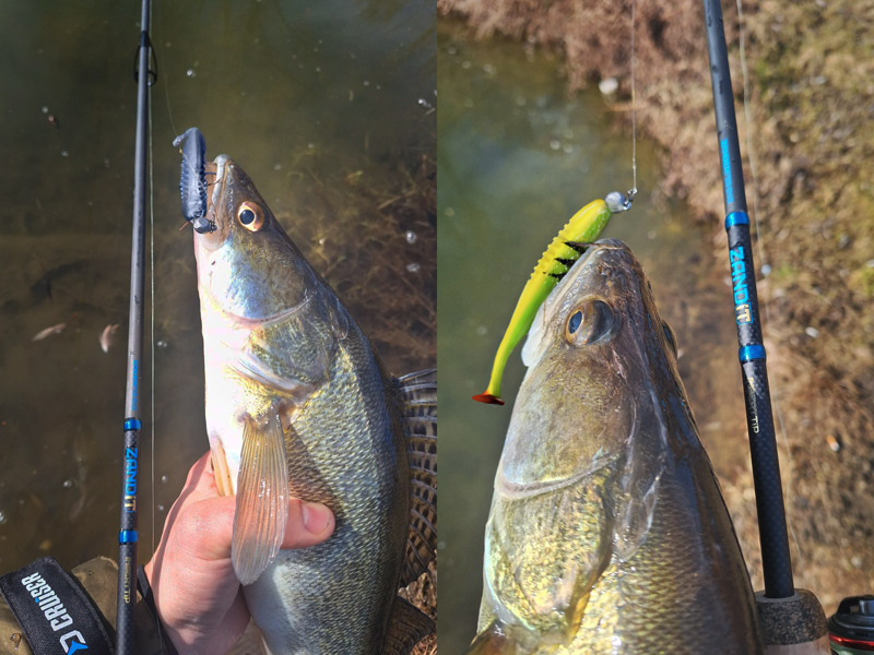 Delphin - ZANDIT - Image 10