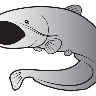 Delphin - Öntapadó harcsa SILVER